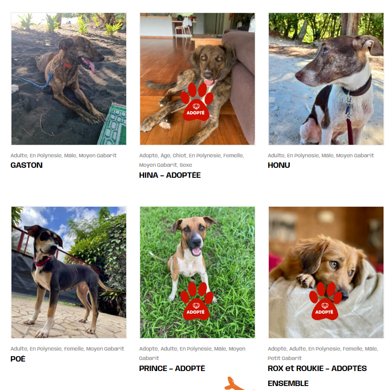 Liste des chiens adoptables via l'association Plum