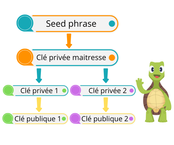 La seed phrase permet de générer une clé publique qui elle peut être partagée.