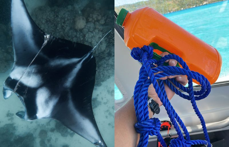 Pixelle la raie manta